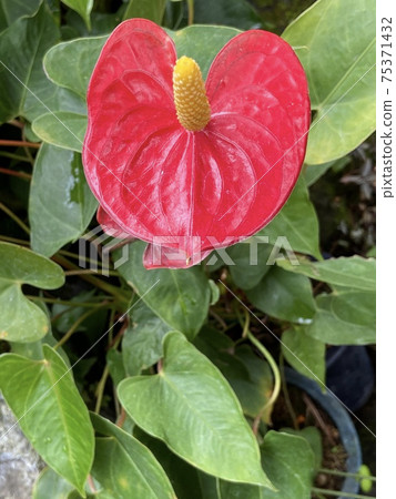 紅掌心心形植物熱帶花卉天南星科 照片素材 圖片 圖庫