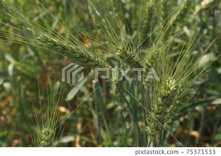 green colored raw wheat firm 75371533