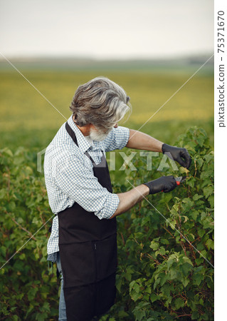 Senior in a black apron use a averruncator Senior in a black apron use a averruncator 75371670