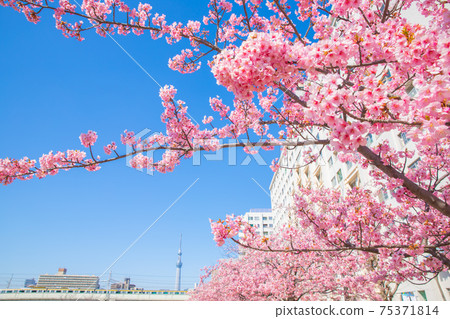 Kawazu cherry blossoms in the former Nakagawa, Tokyo Kawazu cherry blossoms in the former Nakagawa, Tokyo 75371814