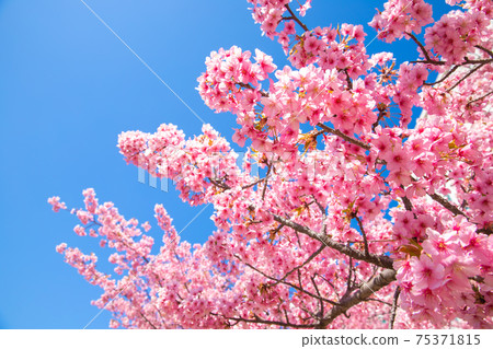 Kawazu cherry blossoms in the former Nakagawa, Tokyo Kawazu cherry blossoms in the former Nakagawa, Tokyo 75371815