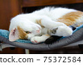 A domestic tricolor cat lies on a chair.  75372584