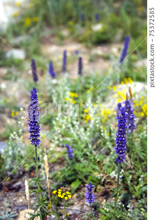 Medicinal purple herb. Purple flowers of Siberia. Medicinal purple herb. Purple flowers of Siberia. 75372585