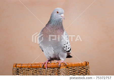 The blue pigeon sits on the basket, turning its head The blue pigeon sits on the basket, turning its head 75372757