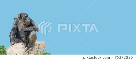 Banner with a portrait of a happy adult Chimpanzee, smiling and thinking, closeup, details with copy space and solid background. Concept biodiversity and wildlife conservation. 75372850