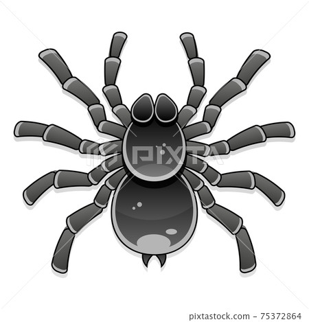 spider tarantula vector color drawing object nature 75372864