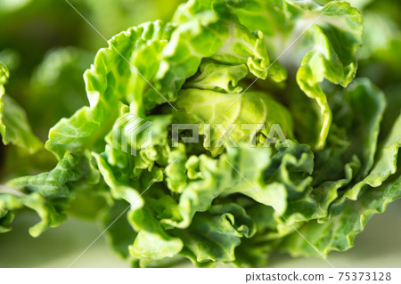 Petit veil up (from Shizuoka) Petit veil up (from Shizuoka) 75373128