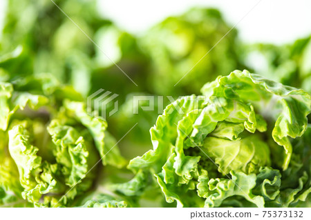 Multiple Petit Veil (from Shizuoka) 75373132