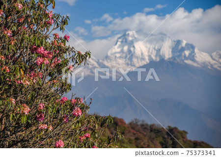 rhododendron flower and Mount Dhaulagiri, Nepal 75373341