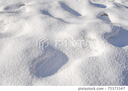 white fresh snow texture in winter 75373347