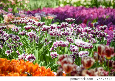 colorful tulips in the garden 75373348
