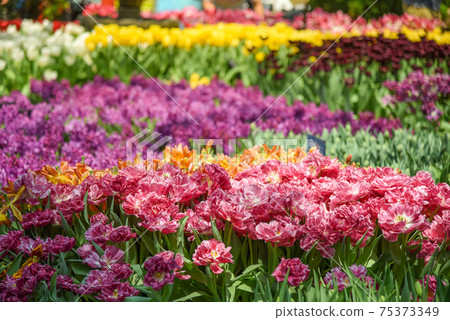 colorful tulips in the garden 75373349