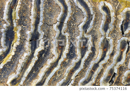 Texture of Mammoth tooth. 75374116