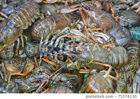 Live crawfish Live crawfish 75374130