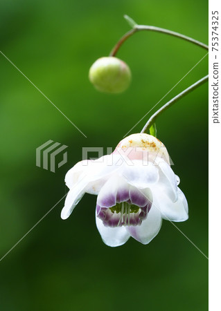 Renge shrews flowers 75374325