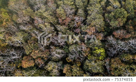 An aerial view of forest . 75374855