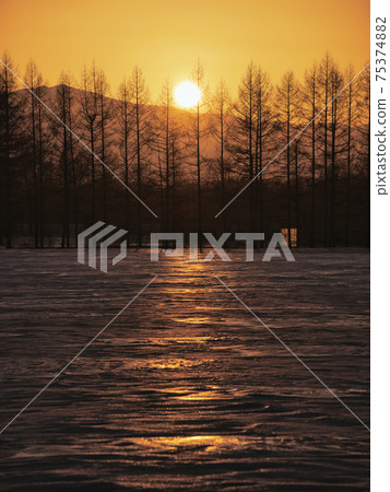 Sunset and windproof forest 75374882