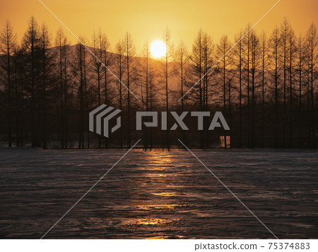 Sunset and windproof forest 75374883