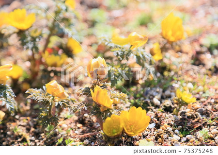 Flower of Fukujou 75375248