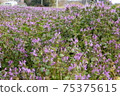 Flower carpet 75375615
