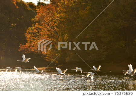 Swan in Oike 75375620