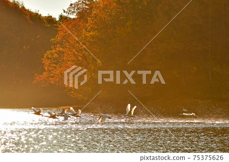 Swan in Oike Swan in Oike 75375626