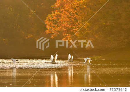 Swan in Oike Swan in Oike 75375642