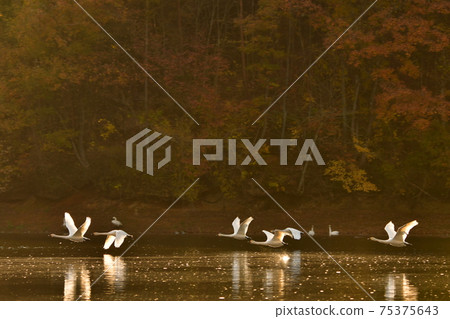 Swan in Oike Swan in Oike 75375643