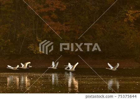 Swan in Oike Swan in Oike 75375644
