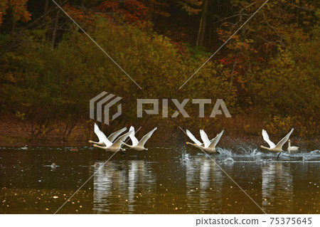 Swan in Oike Swan in Oike 75375645