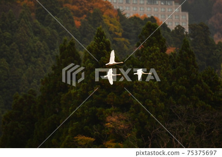 在豬苗代湖的天鵝 75375697