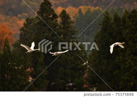 在豬苗代湖的天鵝 75375698