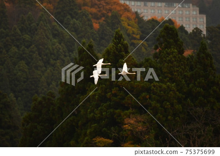 在豬苗代湖的天鵝 75375699