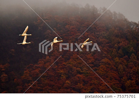 在豬苗代湖的天鵝 75375701