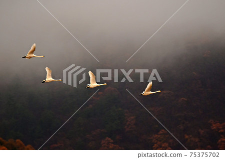 在豬苗代湖的天鵝 75375702