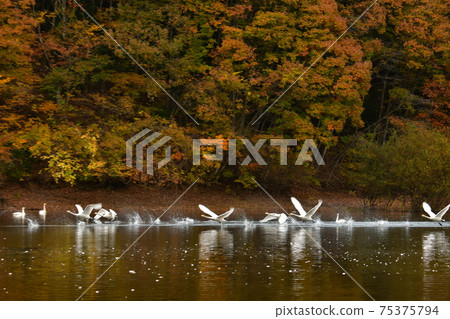 Swan in Oike Swan in Oike 75375794