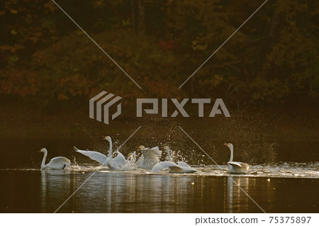 Swan in Oike 75375897