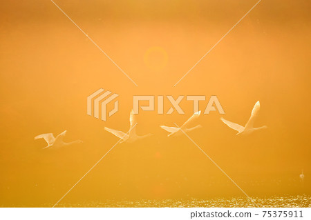 天鵝在奧克 75375911