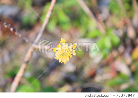 Mitumata花 75375947