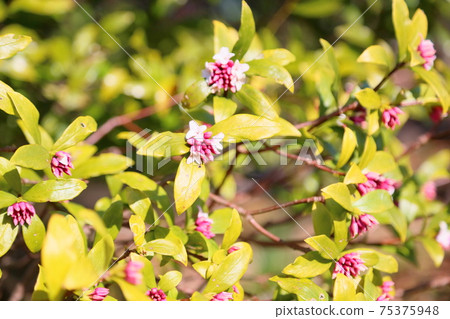 Daphne flower 75375948