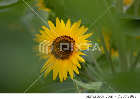 Sun Flower Sun Flower 75375968