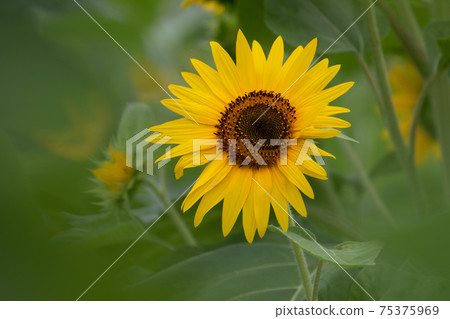 Sun Flower  75375969