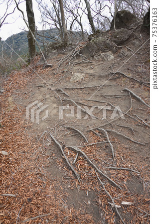 Kurinodake mountain trail and trampled tree roots Kurinodake mountain trail and trampled tree roots 75376163