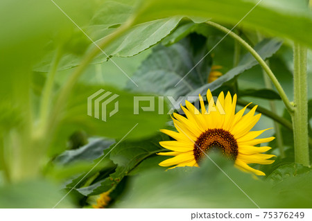 Sun Flower Sun Flower 75376249