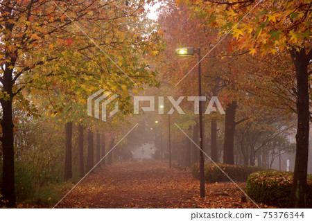 Fogy late autumn promenade Fogy late autumn promenade 75376344