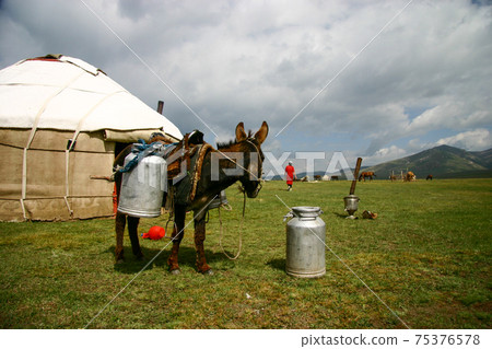 Meadow yurt and livestock donkey Meadow yurt and livestock donkey 75376578