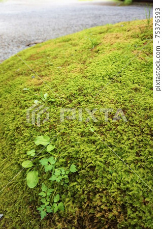Kotsubogoke Kotsubo Moss Karuizawa Nagano Saku Kotsubogoke Kotsubo Moss Karuizawa Nagano Saku 75376593