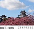掛川城堡和掛川櫻花 75376854