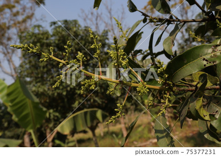mango flower with leaf on tree in firm mango flower with leaf on tree in firm 75377231