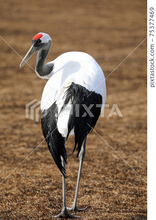 丹頂鶴和岡山後樂園 丹頂鶴和岡山後樂園 75377469